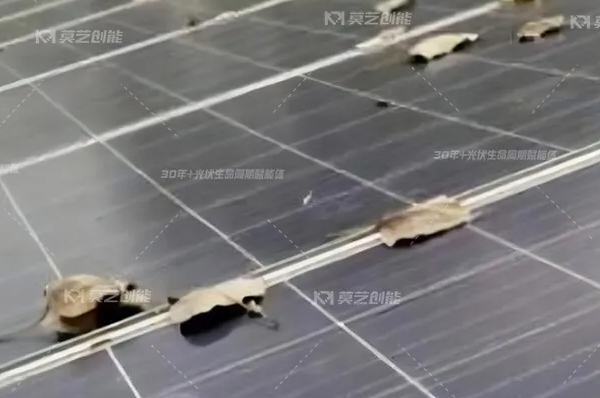 莫藝一鍵解析工商業分布式光伏電站秋季...